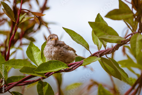 Juvenile fledgling house sparrow sitting in honeysuckle
