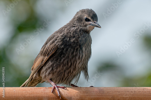 Leinwand Poster Juvenile fledgling starling with fluffed up down feathers on wooden bird feeder