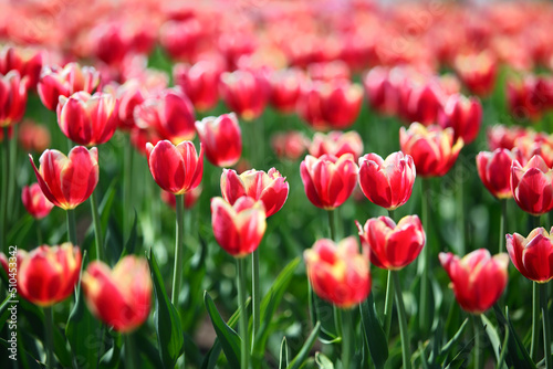 red tulips with white border - shallow depth of field © Kokhanchikov