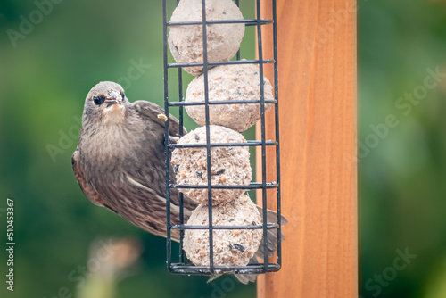 Fototapete Juvenile fledgling starling feeding on suet balls