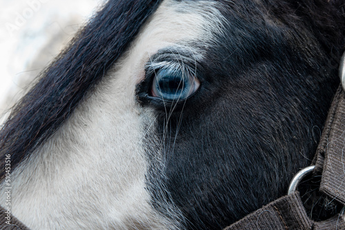 Photos Profile close-up of piebald gypsy cob horse face and forehead showing blue wall