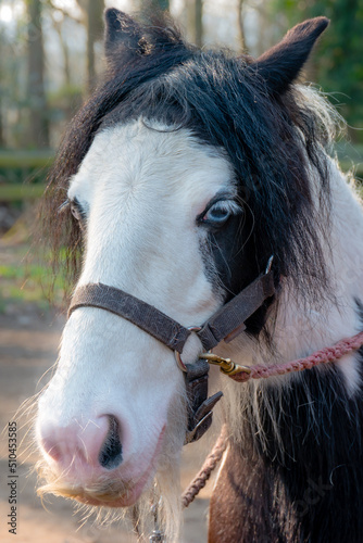 Close-up of gypsy cob horse face and head showing blue wall eye, forelock, muzzle, moustache and bitless bridle