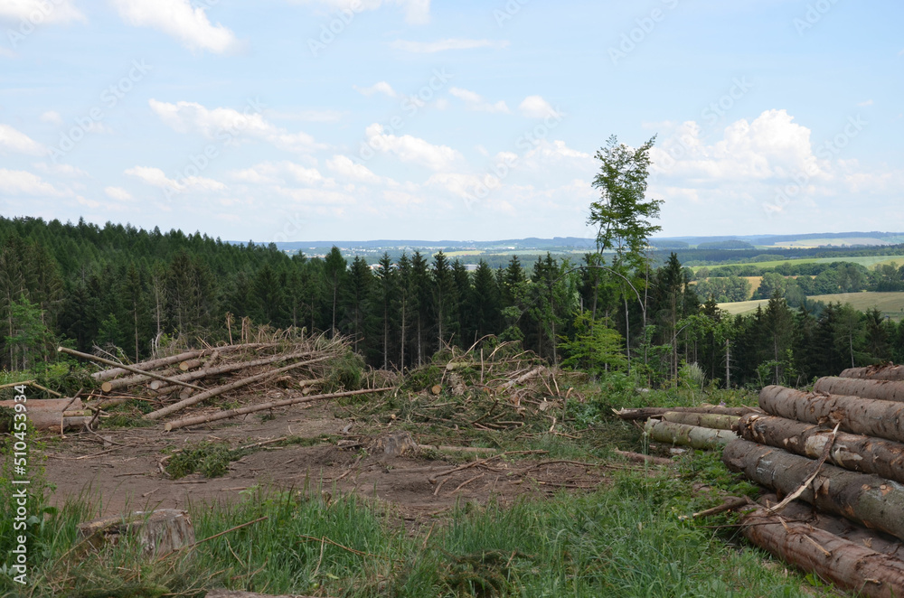 Entwaldung - Baumstämme lagern in Hügellandschaft Entwaldung - Baumstämme lagern in Hügellandschaft