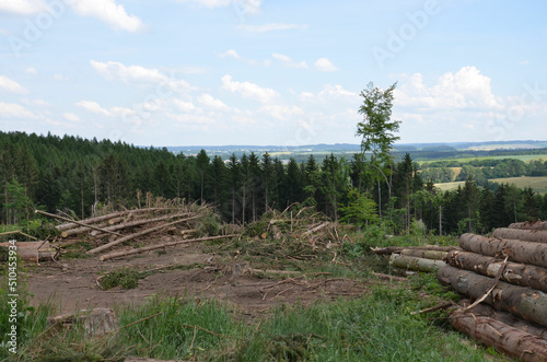 Fototapeta Naklejka Na Ścianę i Meble -  Entwaldung - Baumstämme lagern in Hügellandschaft