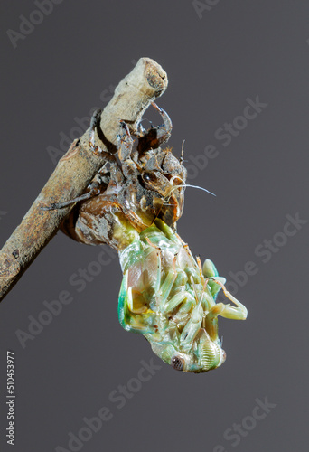 Resh cicada (Megatibicen resh) emerging from nymph during molting, Galveston, Texas, USA. photo