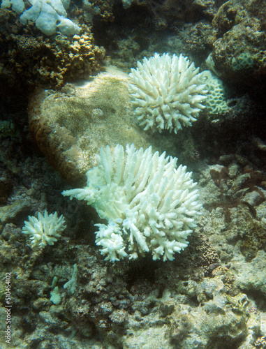 View of bleaching coral in the sea