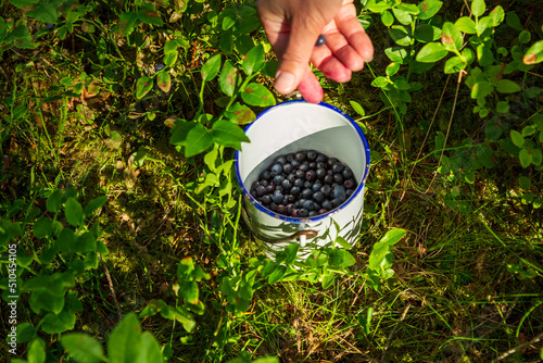 Hand picking blueberries in a bucket in the forest