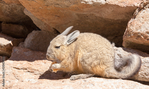 View of wild rabbit, called vizcacha photo