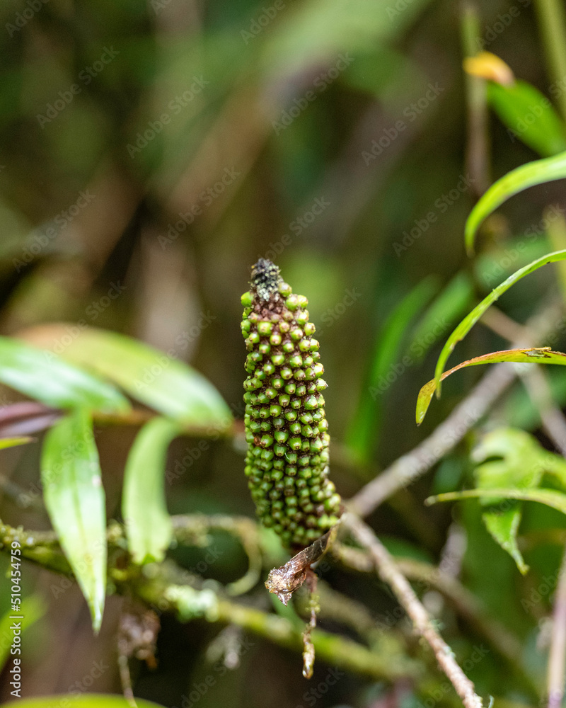 manu nationalpark in peru manu nationalpark in peru