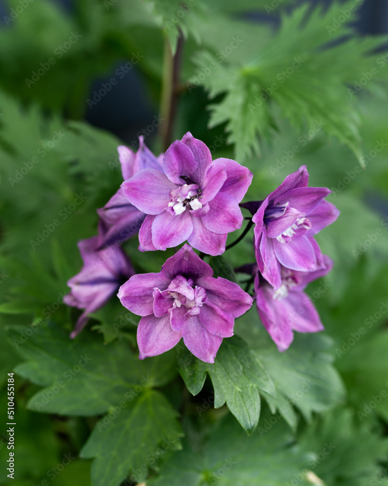 blooming purple Delphinium, English Larkspur flowers in summer cottage garden