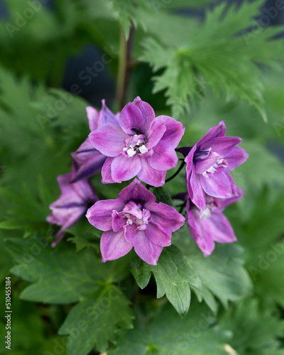 blooming purple Delphinium  English Larkspur flowers in summer cottage garden