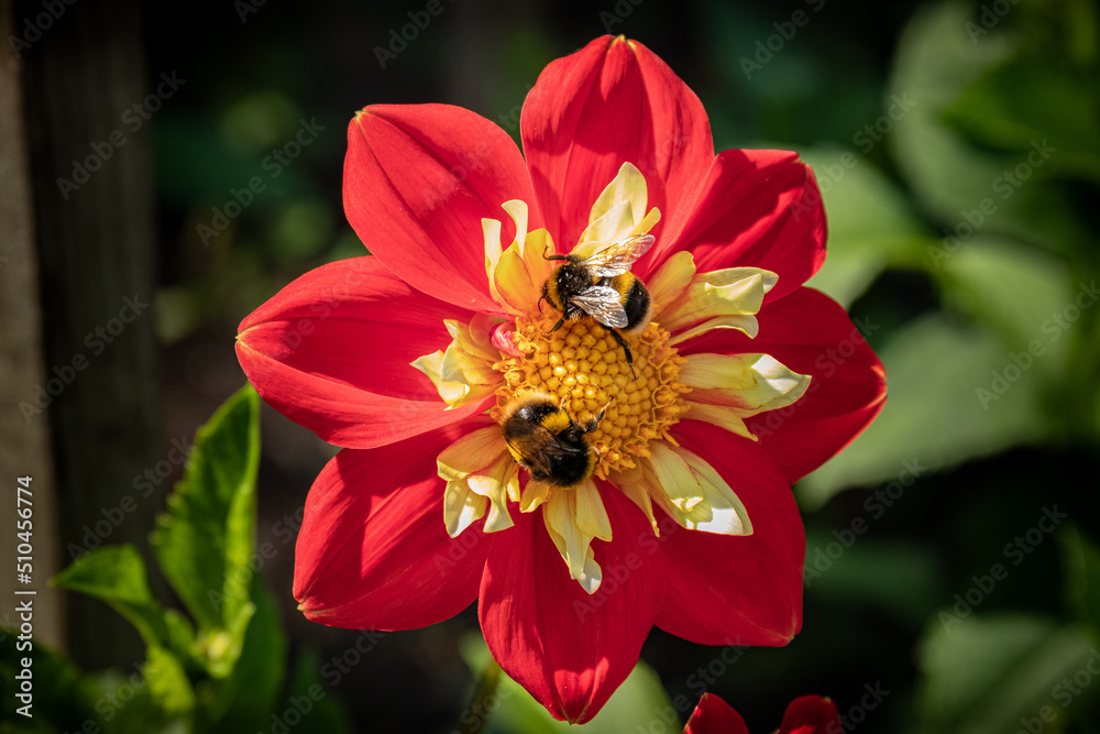 Two bees are busy collecting pollen Two bees are busy collecting pollen