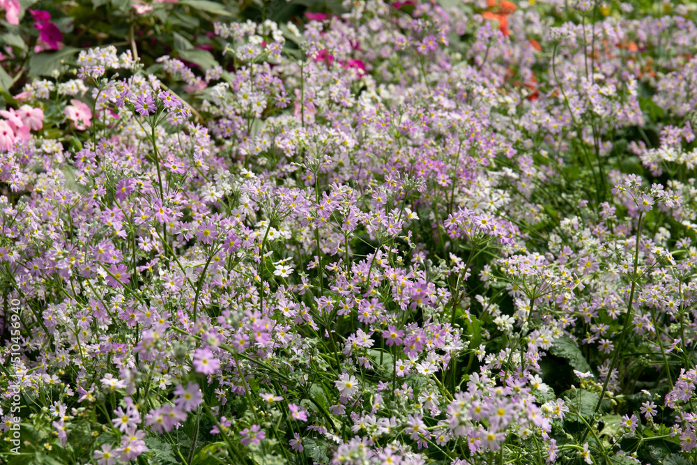 Beautiful Blooming Aster flowers Beautiful Blooming Aster flowers