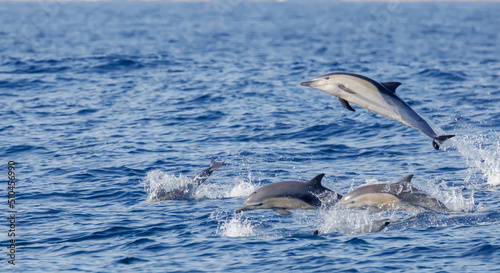 Common Dolphin, California Coast, Pacific Ocean,  Dana Point, California © FPLV