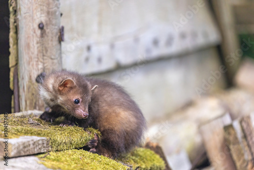 Cute young marten is lposing on a wooden house. Horizontally.  photo