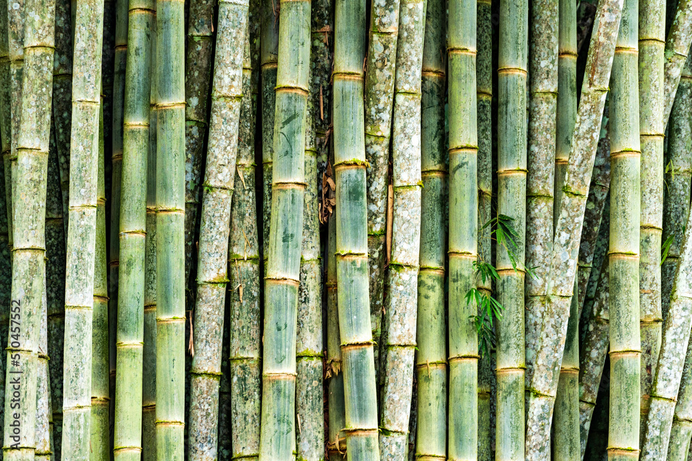 manu nationalpark manu nationalpark