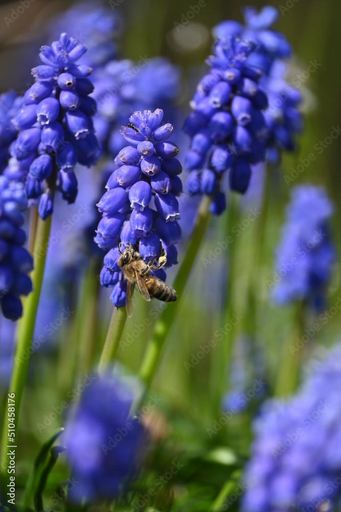 Traubenhyazinthe und Bienchen Traubenhyazinthe und Bienchen