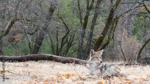 Wild furry wolf, gray coyote or grey coywolf, autumn forest glade, Yosemite national park wildlife, California fauna, USA. Carnivore undomesticated predator, hybrid dog like animal in natural habitat. photo