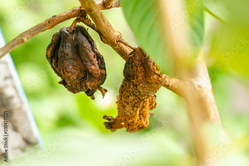 The fruit of the rotten guava plant hanging from a small wooden twig is brown, the leaves are stiff green