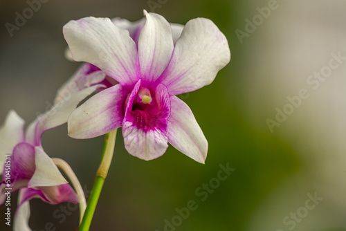A purple and white dendrobium orchid flower, green stem and leaves