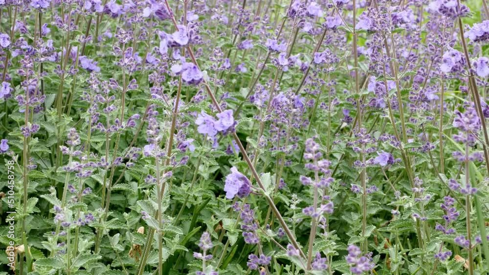 Nepeta cataria in garden. Blue flowers of Nepeta in garden Nepeta cataria in garden. Blue flowers of Nepeta in garden