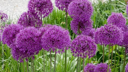 Giant Onion (Allium Giganteum) blooming in garden
