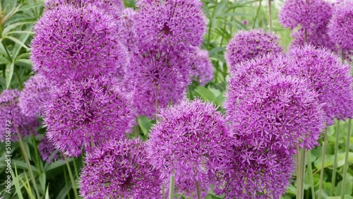 Giant Onion (Allium Giganteum) blooming. Field of Allium