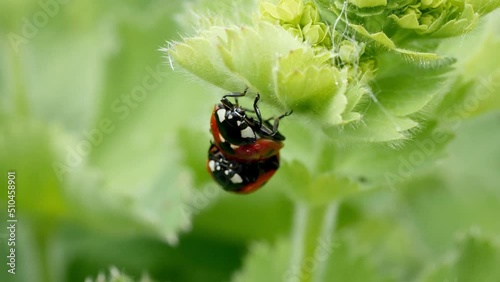 Mating ladybugs. Ladybug sex