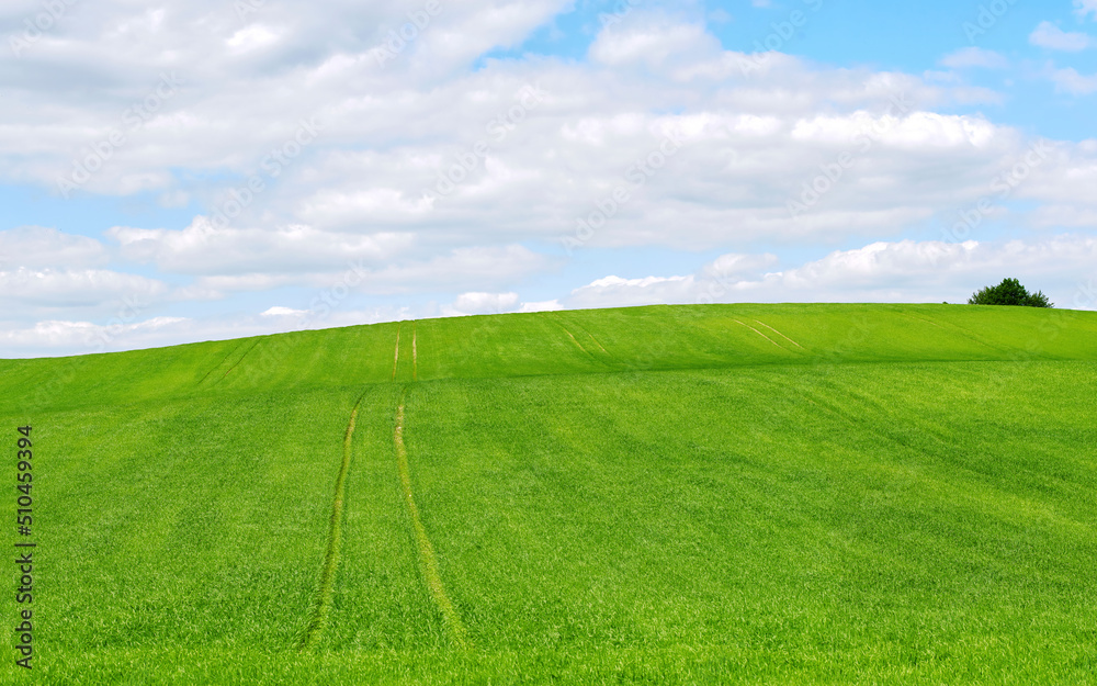 Obraz premium Zielony krajobraz pól, koncepcja zbiorów rolniczych. Ślady opon na polu uprawnym i błękitne, pochmurne niebo. Letnia tapeta z panoramą, łąka, błękitne niebo, chmury. Krajobraz wiejski, tło trawiaste