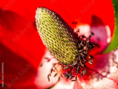 close up of a flower anemone