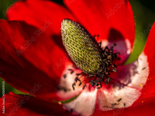 close up of a flower anemone
