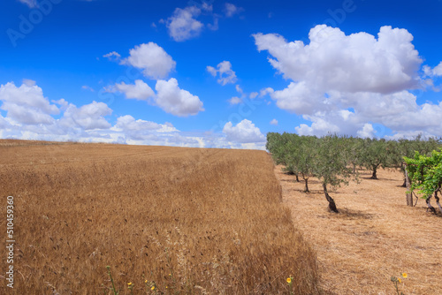 Fototapeta Naklejka Na Ścianę i Meble -  Hilly countryside with cornfield and olive grove in Apulia, Italy.