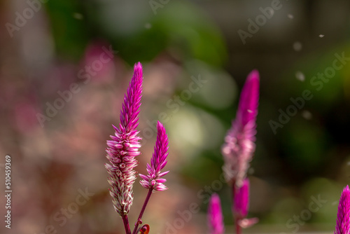 Celosia or cockcomb flowers that have a combination of light purple and white colors