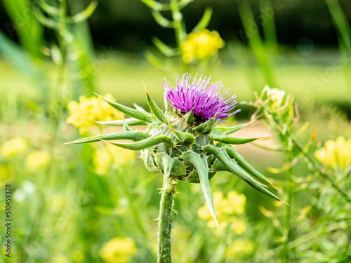 Centaurea