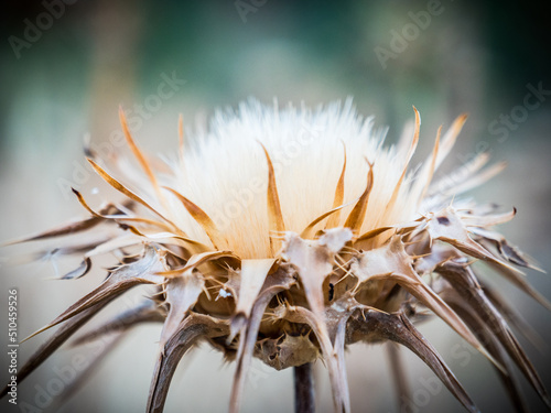Centaurea macro