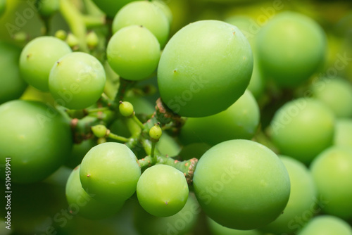 Grape bunch with green grapes close up