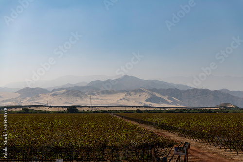 pisco in peru