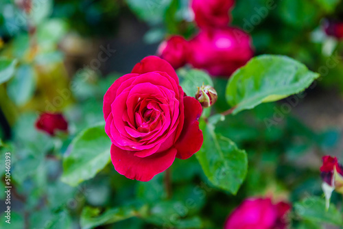 pink rose in garden