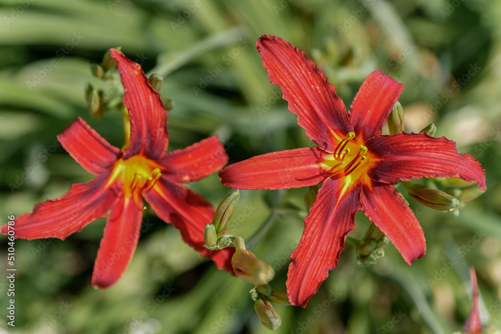 Hemerocallis rosso Hemerocallis rosso