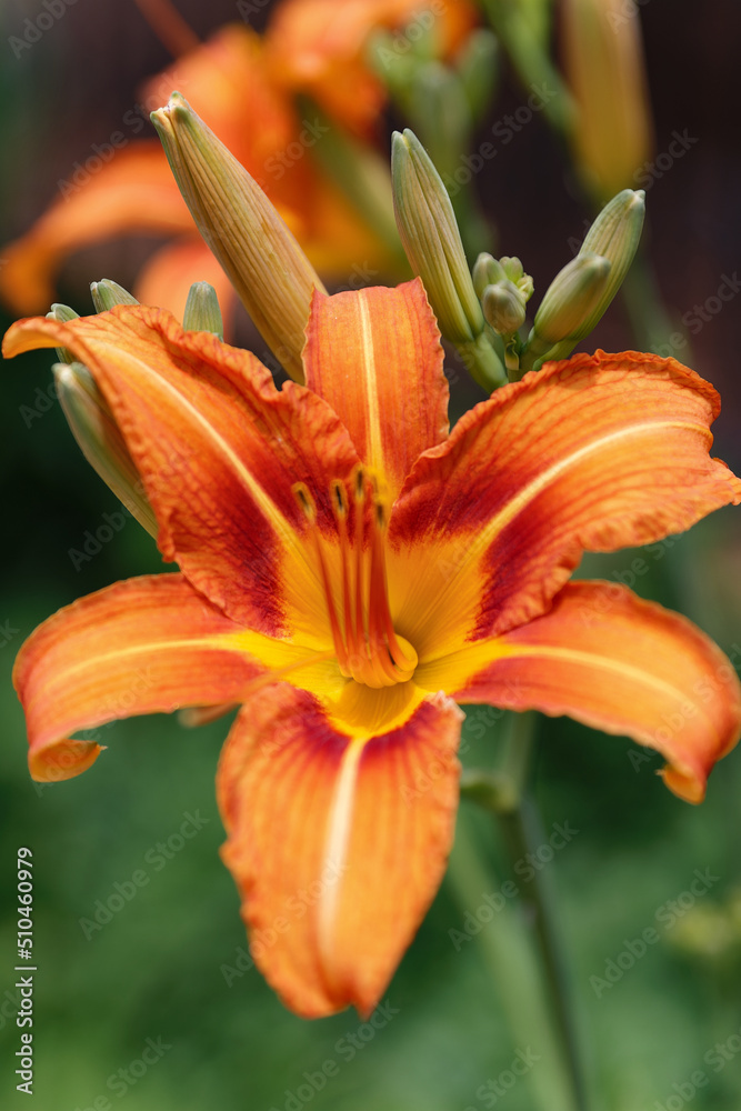 Fototapeta premium Hemerocallis fulva