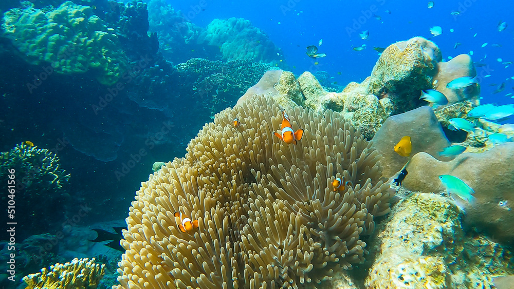 Colorful fish and clownfish hiding in sea anemone on the beautiful coral reef in Surin island national park, Thailand.