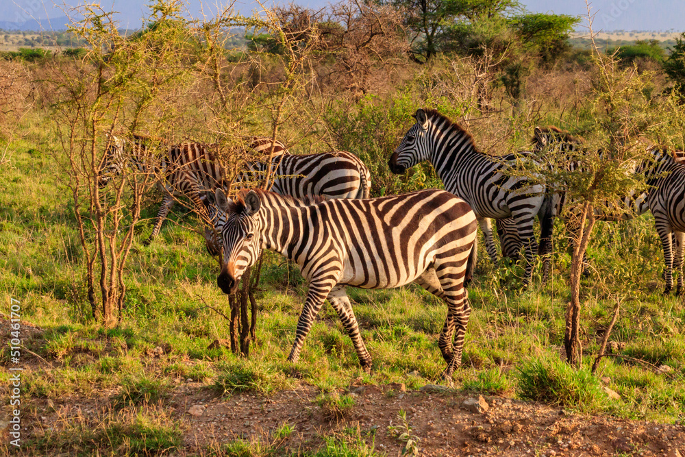 Obraz premium Herd of zebras in savanna in Serengeti national park in Tanzania. Wildlife of Africa