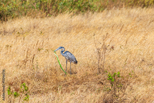 Black-headed heron (Ardea melanocephala) eating eastern green mamba (Dendroaspis angusticeps) snake in dry grass in Ngorongoro Crater National Park, Tanzania photo