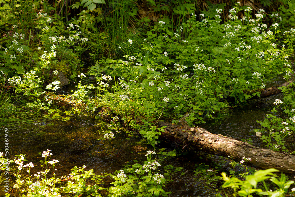 a forest stream of clear water among forest flowers and greenery