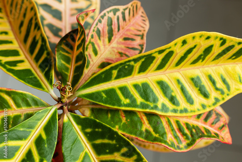 view from above leaves of the croton flower in different colors on a light background. Concept of new life with houseplant Codiaeum variegatum  photo