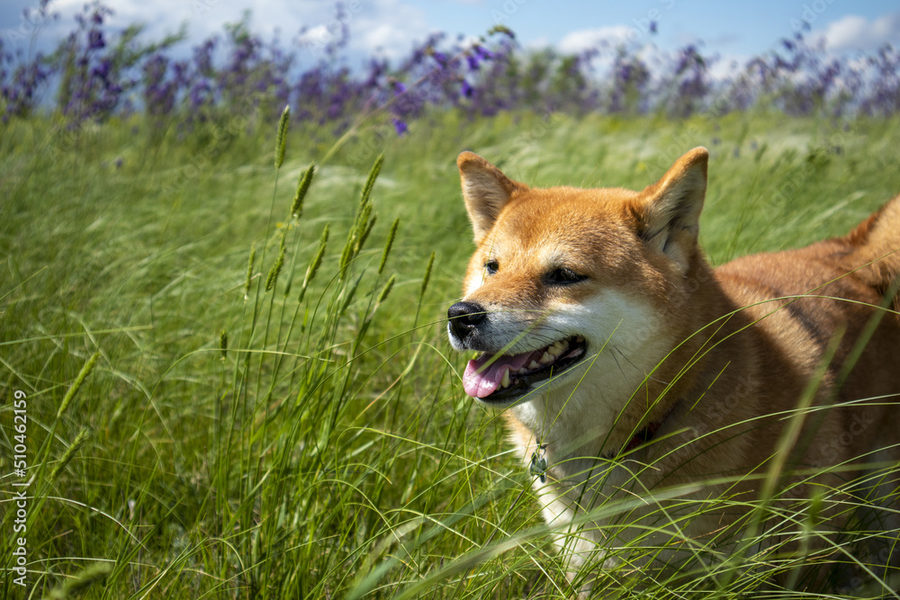 the dog Shiba inu walks through the meadows among the flowers. beautiful landscape. portrait of the dog shiba inu