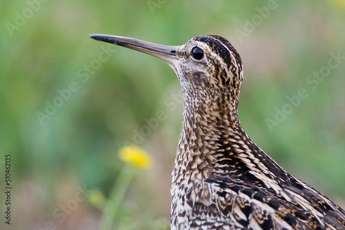 Great snipe. Displaying bird in spring. Gallinago media photo