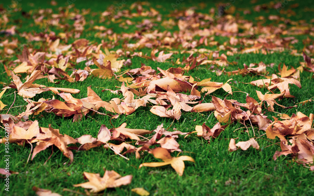 Yellow autumn leaves scattered on green grass Yellow autumn leaves scattered on green grass