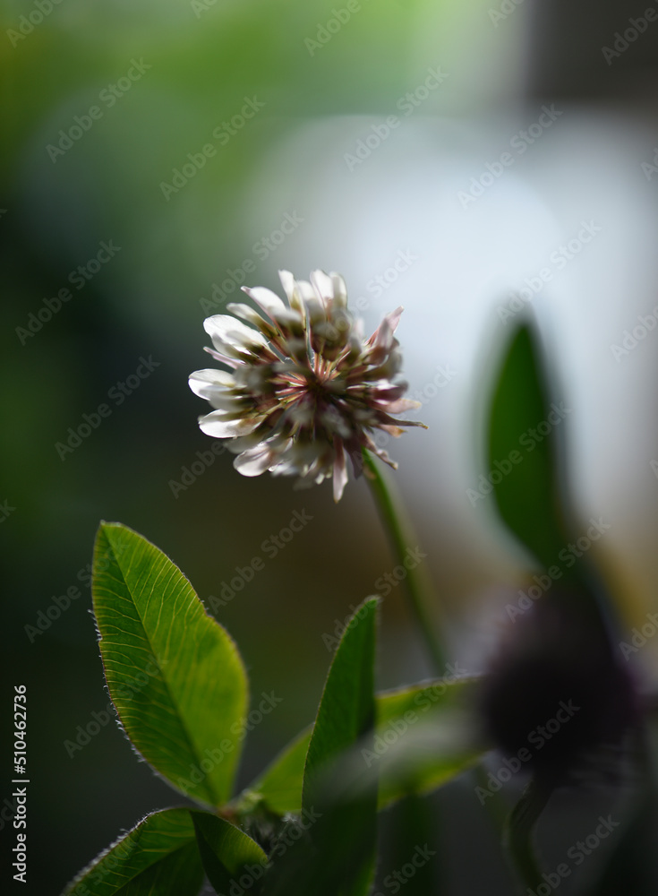Clover flower and leaves in soft light, with the veins of the leaves seen in detail Clover flower and leaves in soft light, with the veins of the leaves seen in detail