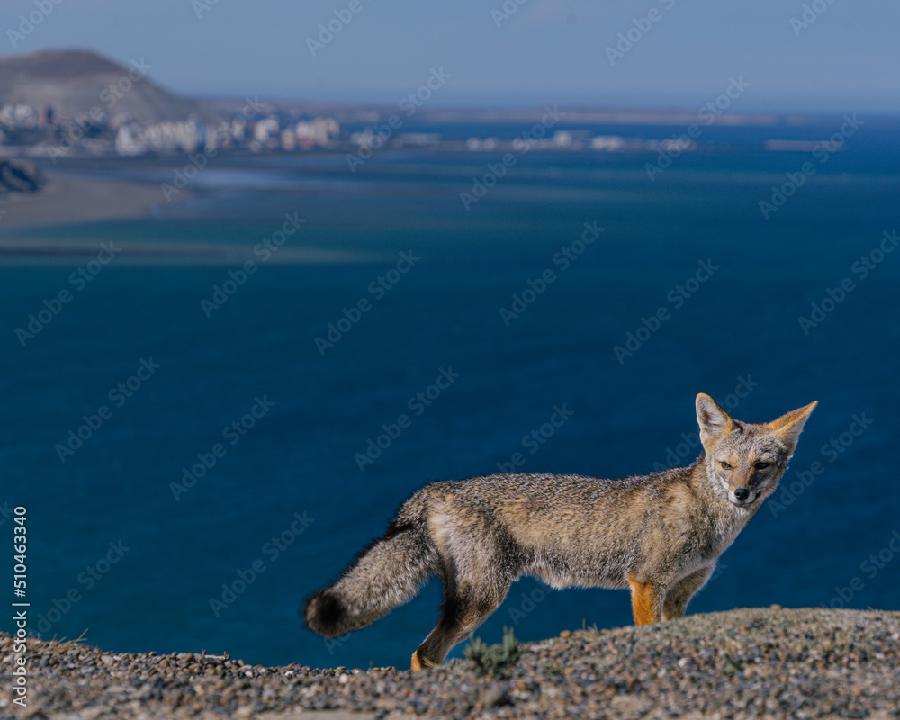 Fototapeta premium Zorro Patagonia